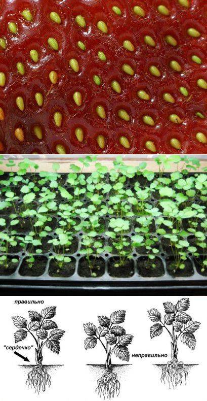 Как из ягоды клубники вырастить рассаду: инструкция, нюансы, технологии