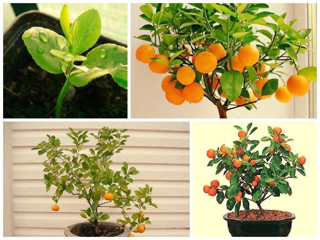 Условия выращивания мандарина в домашних условиях и правила ухода за деревом