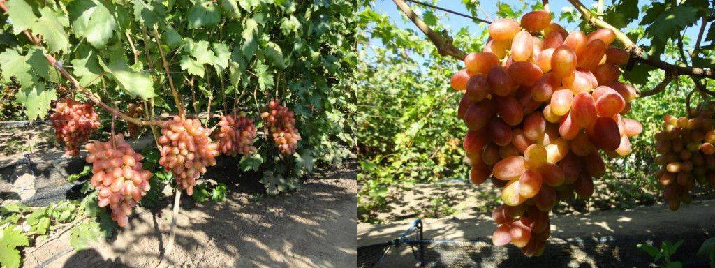 Особенности выращивания винограда юлиан