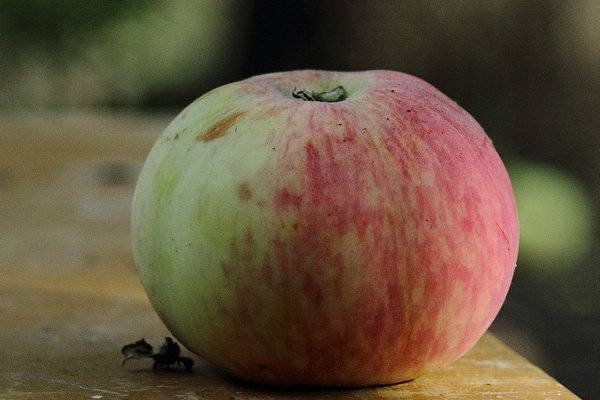 Сорт яблони анис и ее разновидности - медоносы | описание, советы, отзывы, фото и видео
