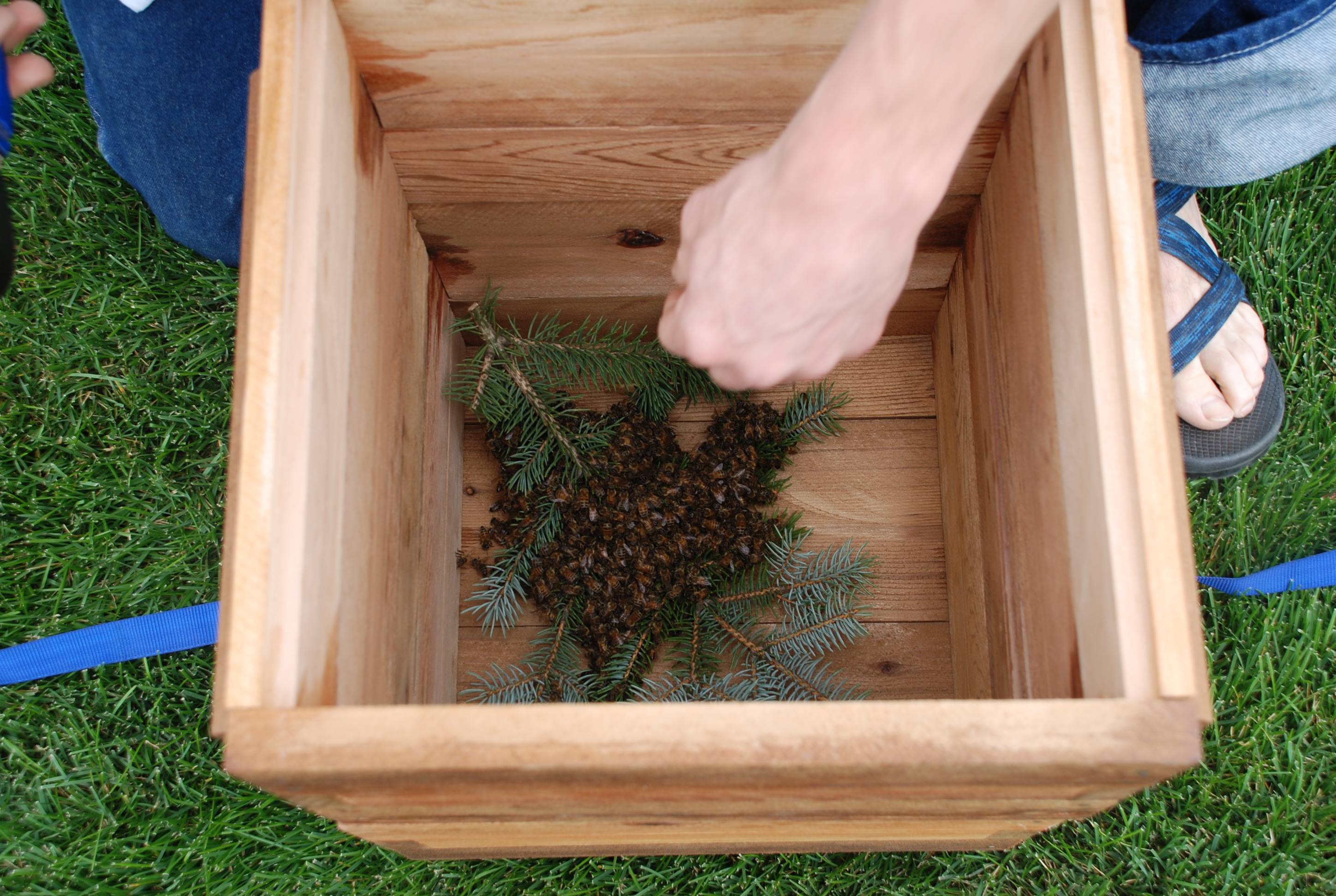 Как поймать пчелиный рой: техники, советы и видео обзор
как поймать пчелиный рой: техники, советы и видео обзор