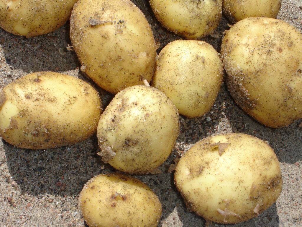 О картофеле джувел: описание семенного сорта, характеристики, агротехника