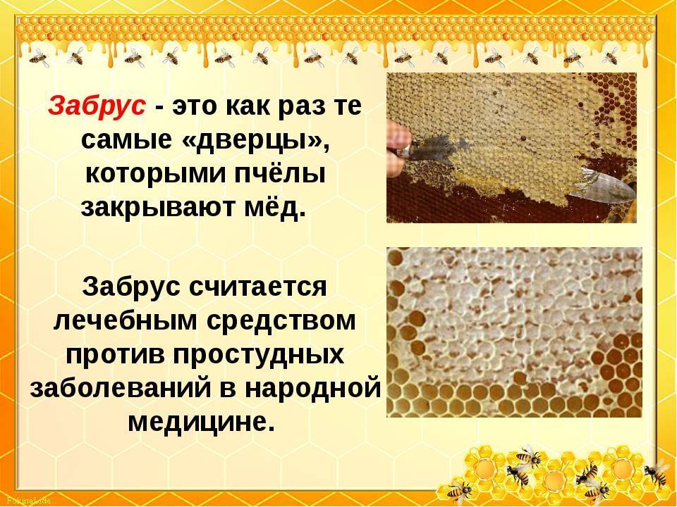 Сотовый мед: чем полезен и как употреблять мед в сотах?