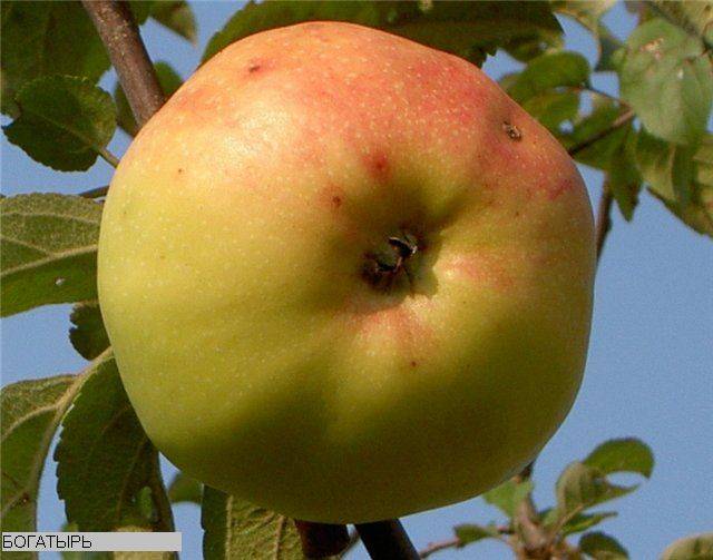 Яблоня богатырь: описание сорта, посадка и уход