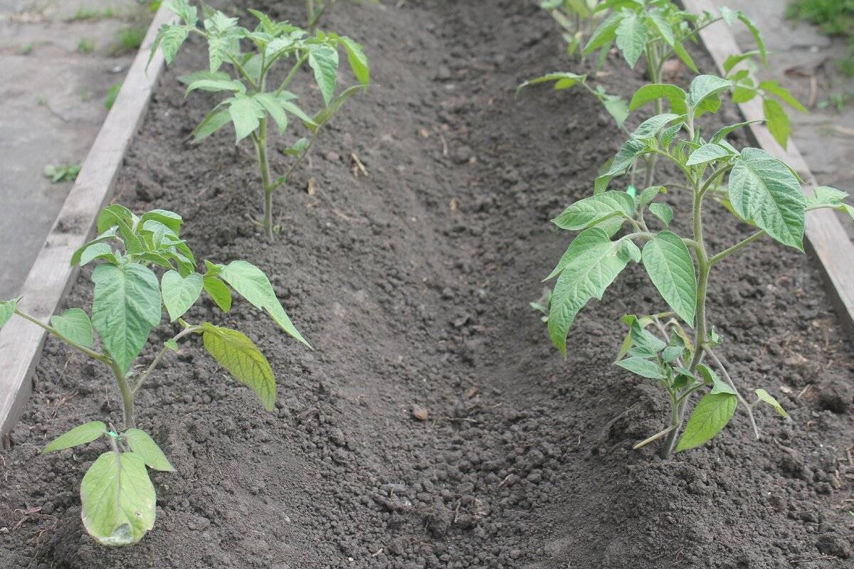 Выращивание перца в открытом грунте и теплицах – нюансы и трудности