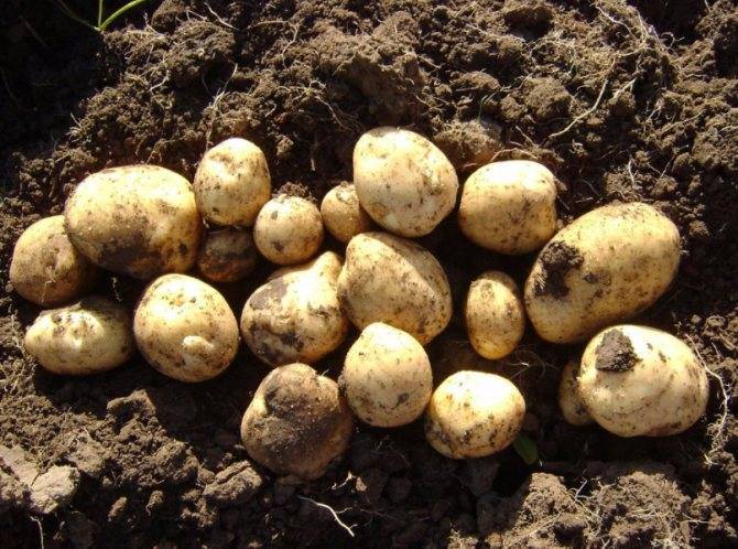 Картофель ласунок: характеристики сорта, урожайность, отзывы