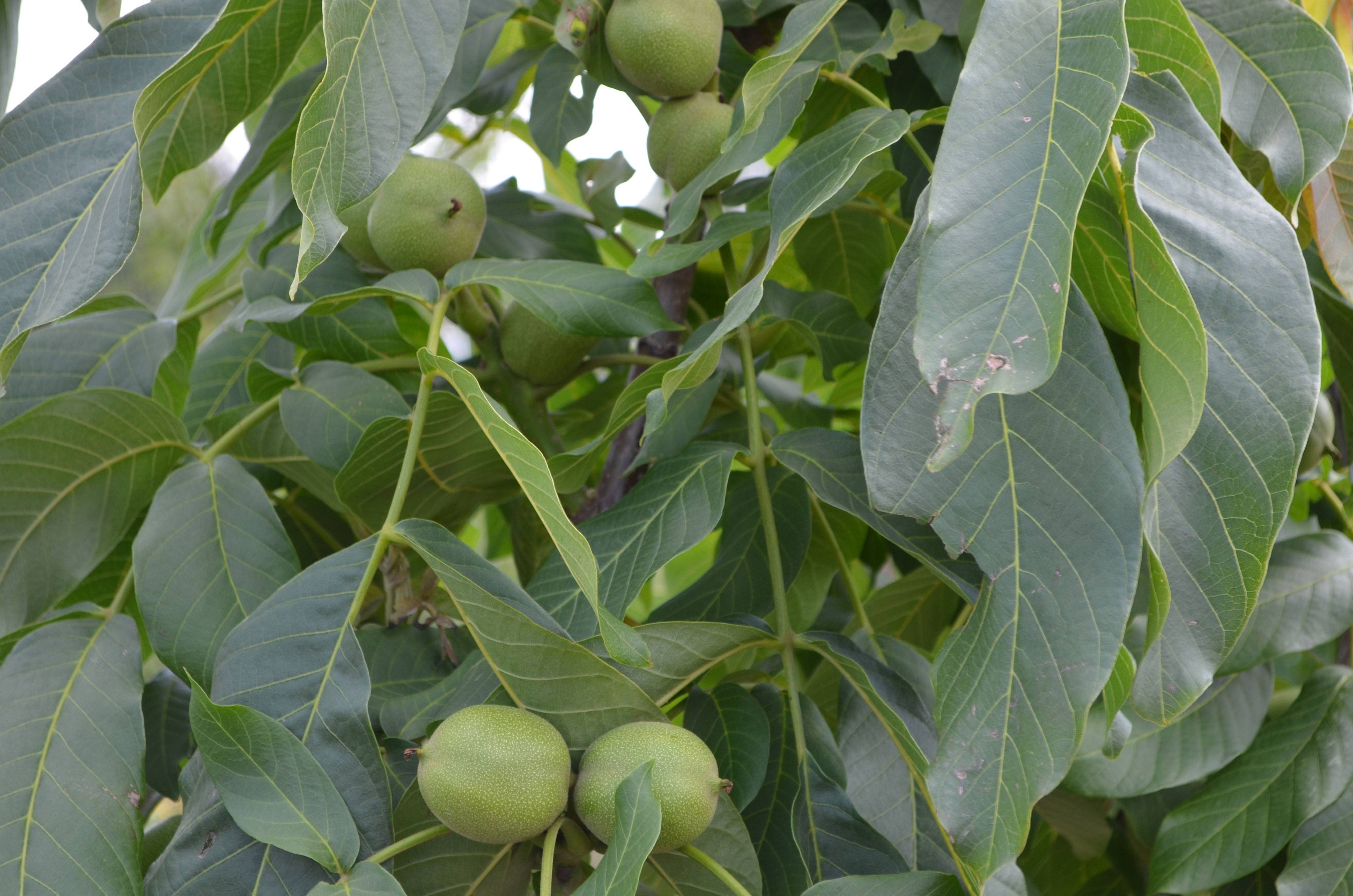 Выращивание грецкого ореха в средней полосе – всё об орехах
