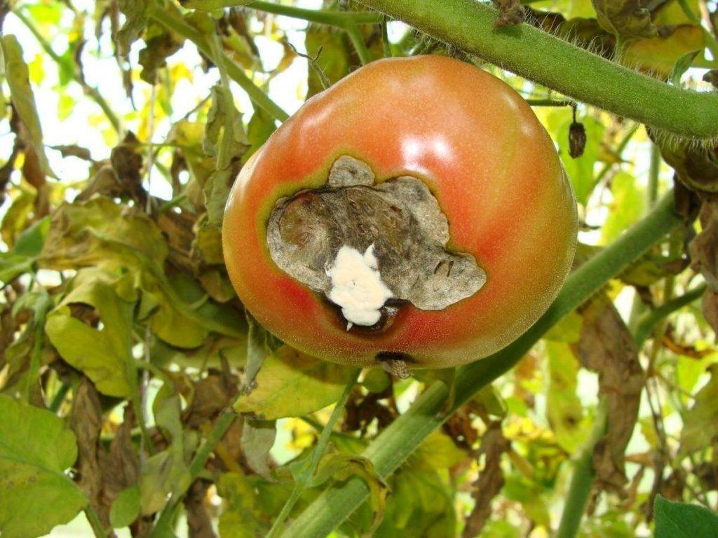 Вершинная гниль томатов – спасаем урожай (признаки и лечение)
вершинная гниль томатов – спасаем урожай (признаки и лечение)