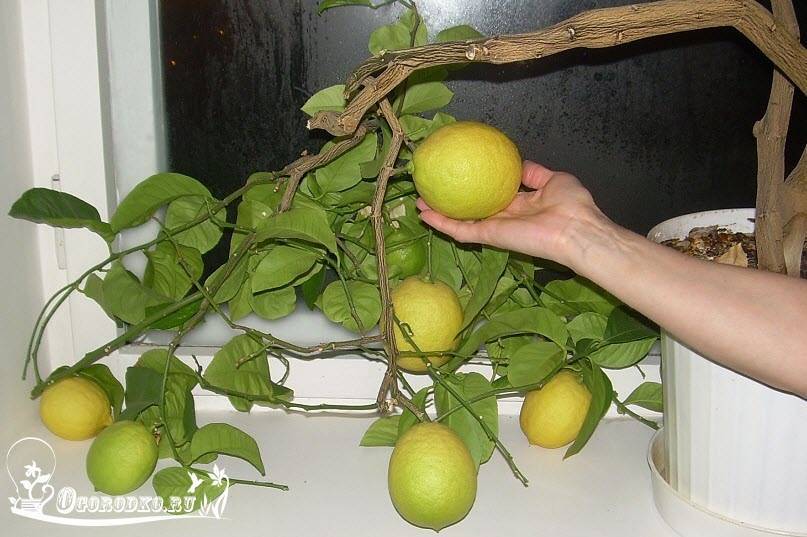 Лимон: уход в домашних условиях, условия выращивания из косточки, фото