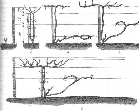 Как подвязать виноград весной фото