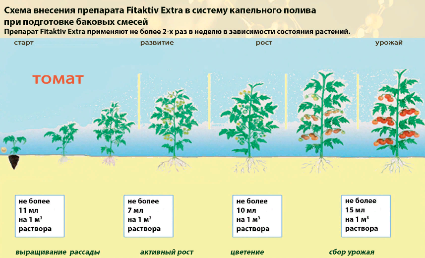 Особенности выращивания томата в пленочных теплицах | agromage.com