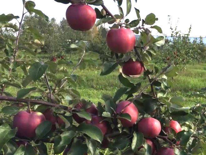 Яблоня коваленковское: характеристика и описание яблони, особенности посадки и ухода, фото