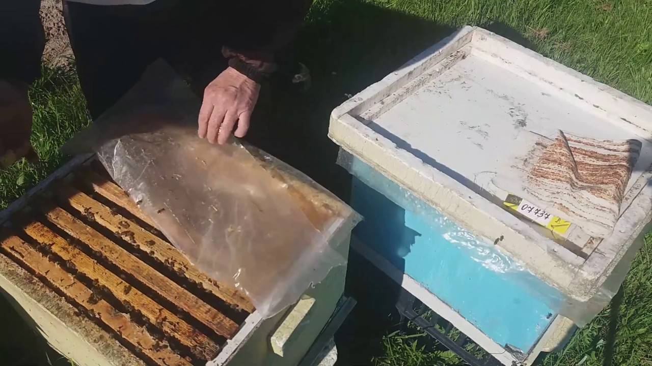 Почему метод цебро в пчеловодстве самый эффективный