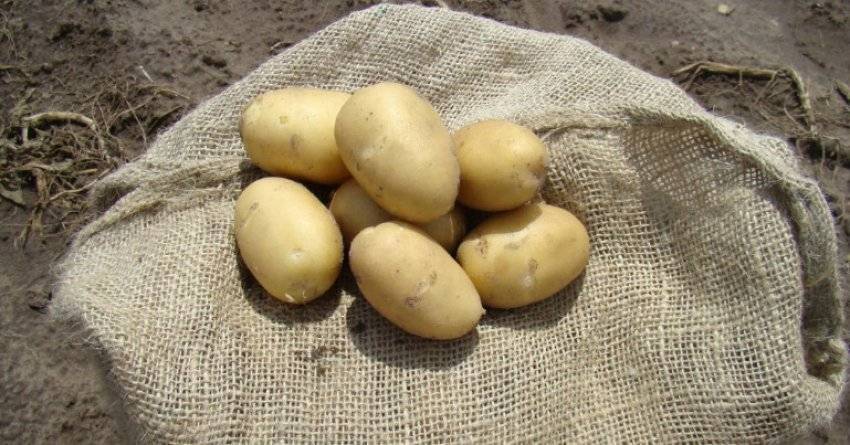 Картофель ирбитский: характеристика, описание сорта, отзывы, фото, урожайность