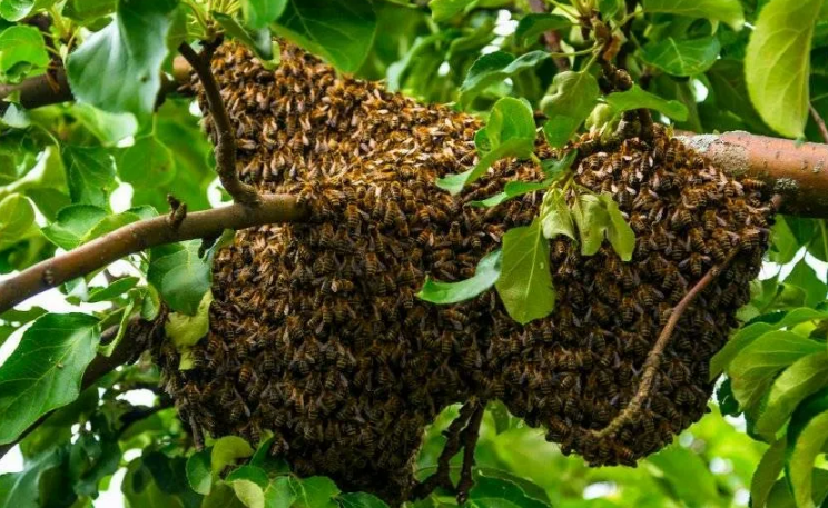 Сколько пчел можно содержать в одном улье?