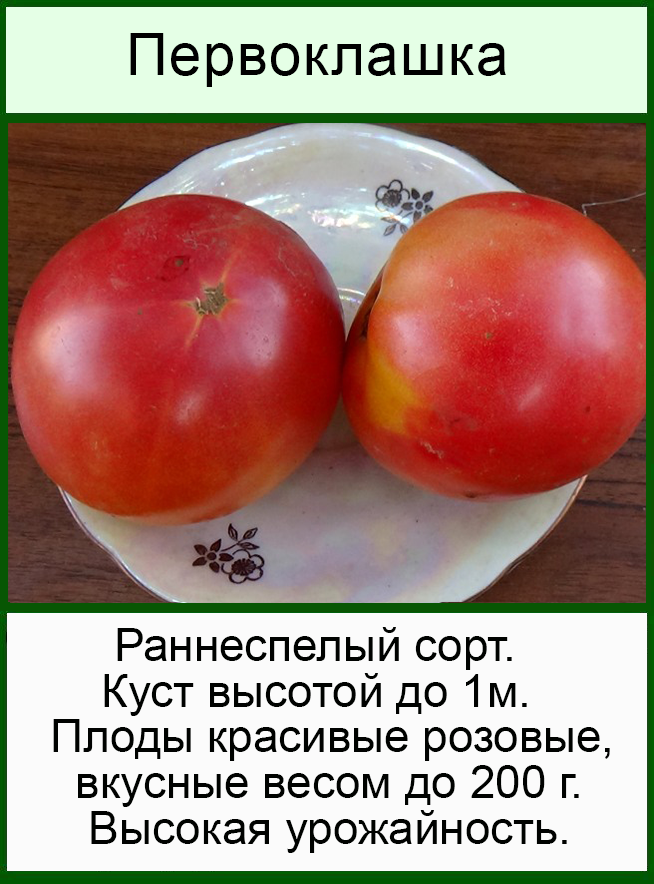 Пелагея томат описание сорта фото