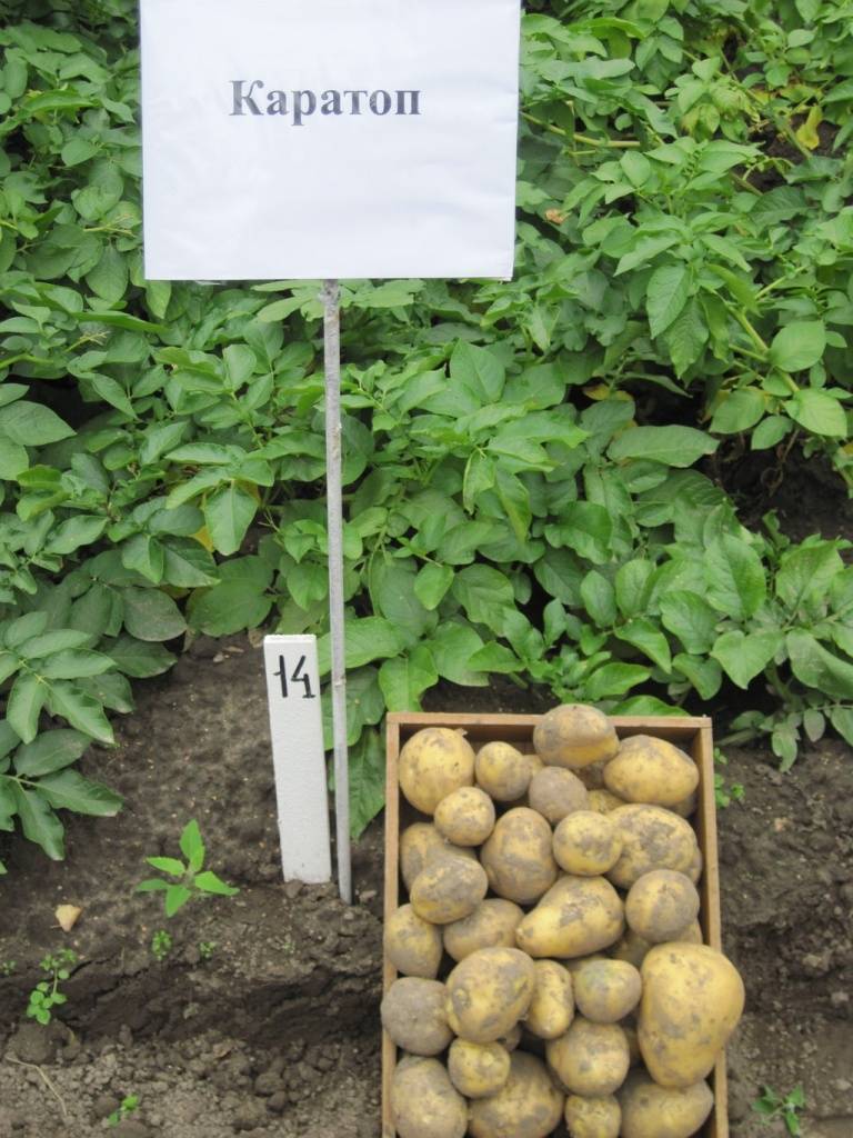 Описание и характеристика картофеля сорта Каратоп, правила посадки и ухода