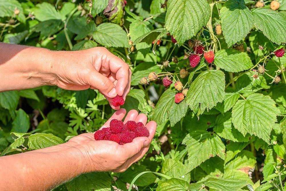 Сорт малины таруса фото и описание сорта