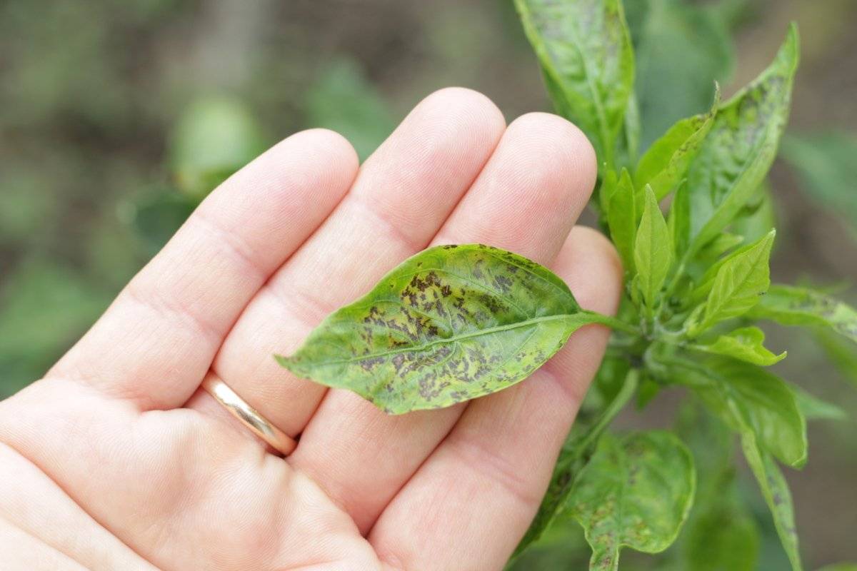 Болезни и вредители рассады перца - как распознать, чем болеют растения и методы борьбы