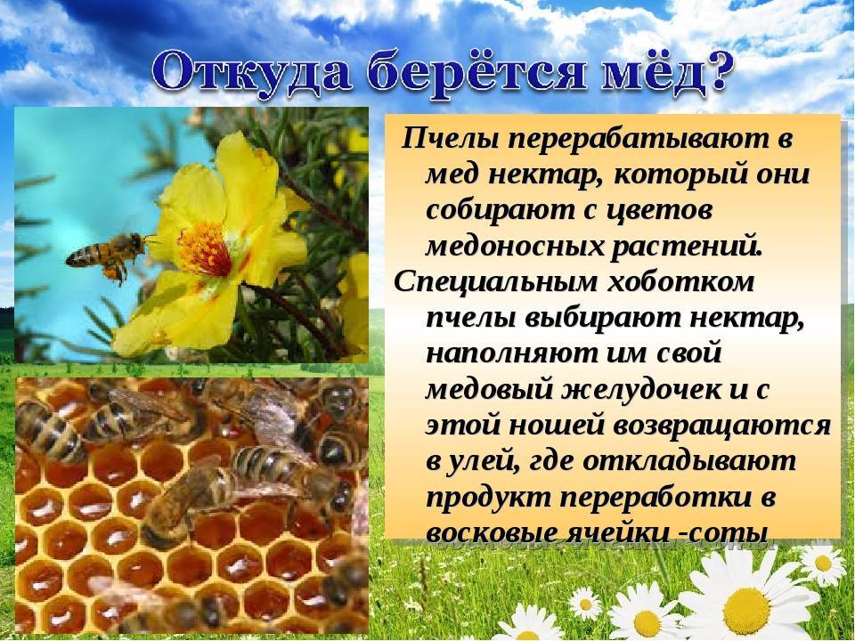 Как пчелы делают мед и зачем?