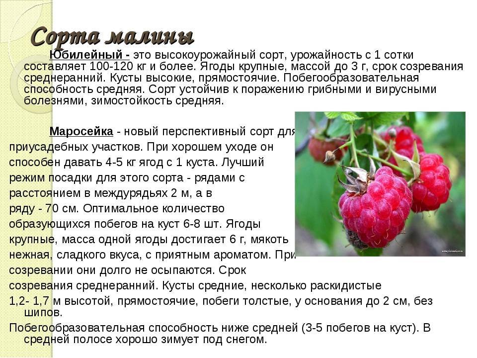 Описание малины маросейка: фото сорта, правила посадки и размножения