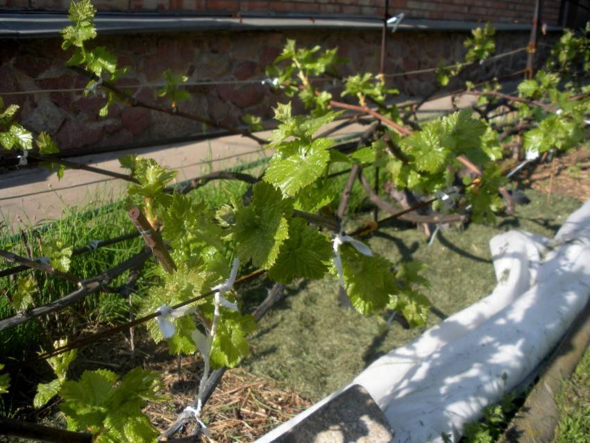 Полив винограда весной, летом и осенью: как часто и как правильно
