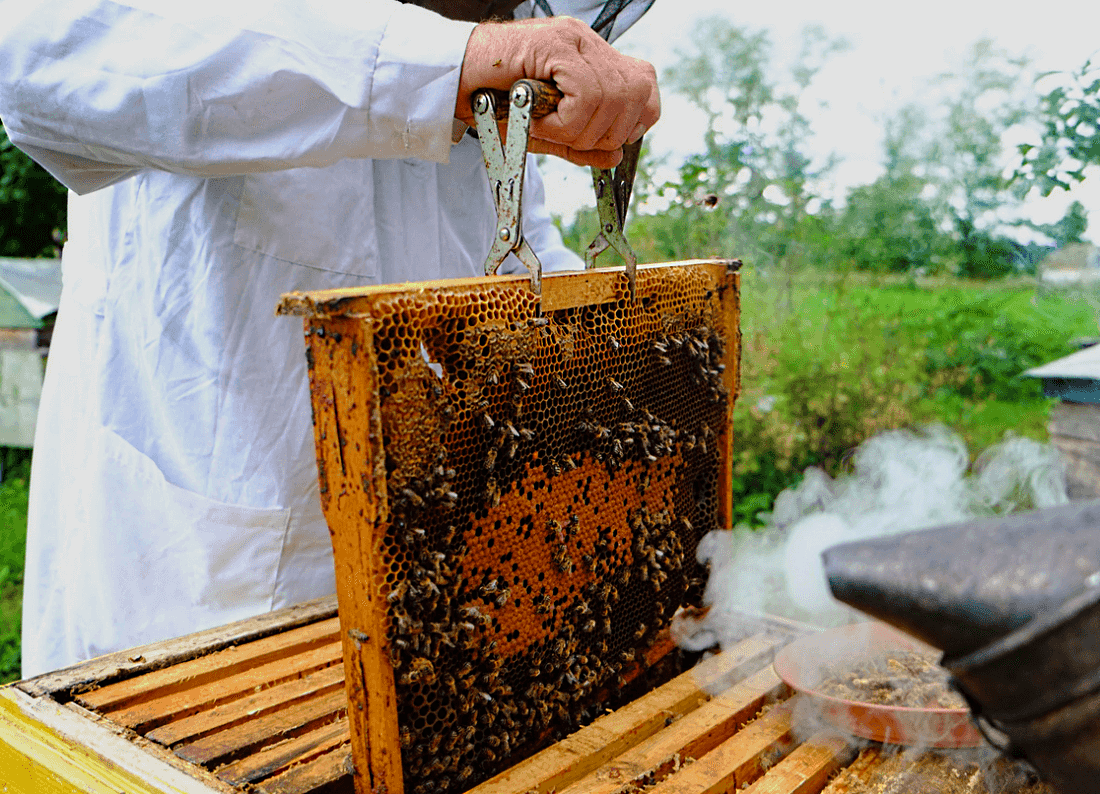 По рецепту йориша. как борисовские пчёлы делают мёд из овощных соков и сыворотки