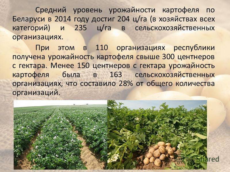 Какой урожай картошки. Урожай картошки с гектара. Урожайность картофеля. Средний сбор картофеля с 1 га. Урожайность картофеля с 1 гектара.