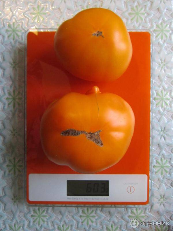 Описание томат «оранжевый слон»: отзывы, фото, урожайность