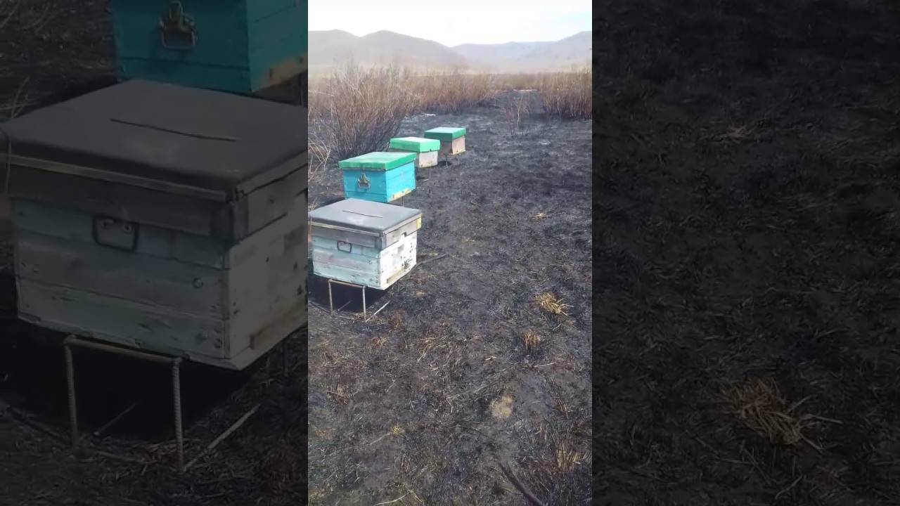 Пчеловодство и пчелы