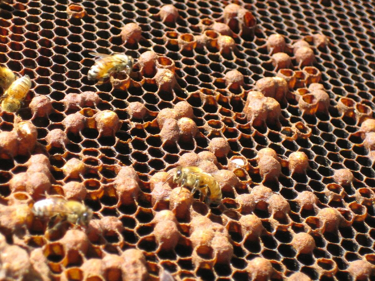 Вывод и смена пчелиных маток. основы пчеловодства [самые необходимые советы тому, кто хочет завести собственную пасеку]