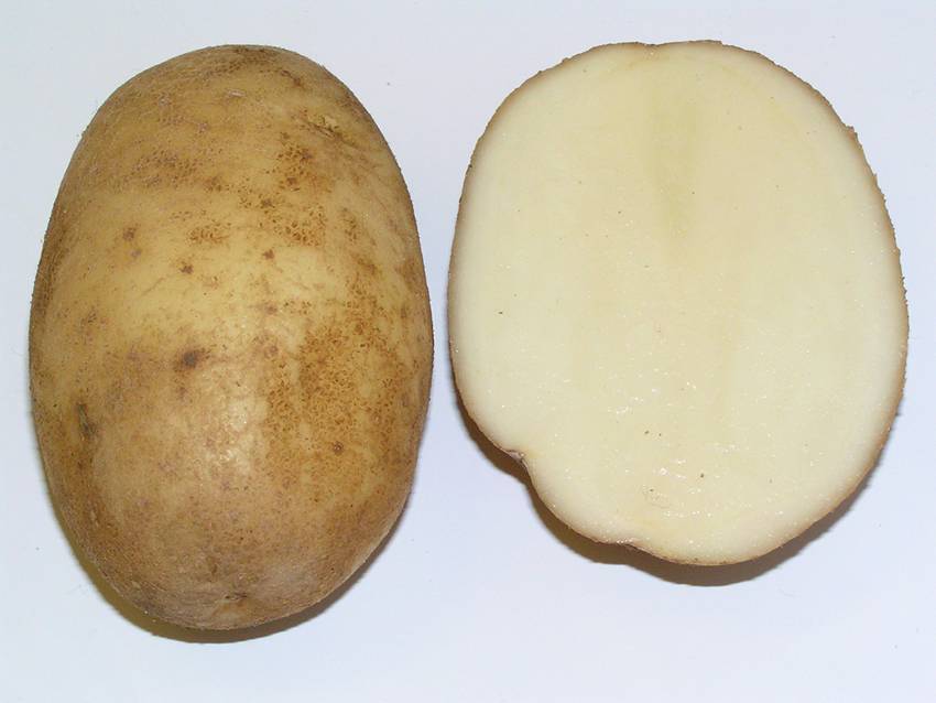 Картофель сорта рагнеда: характеристика и описание, урожайность и способ выращивания, фото