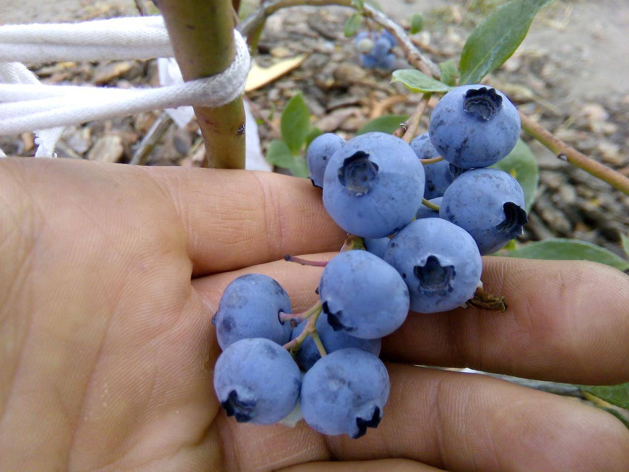 Голубика: сорта, уход и выращивание (фото)