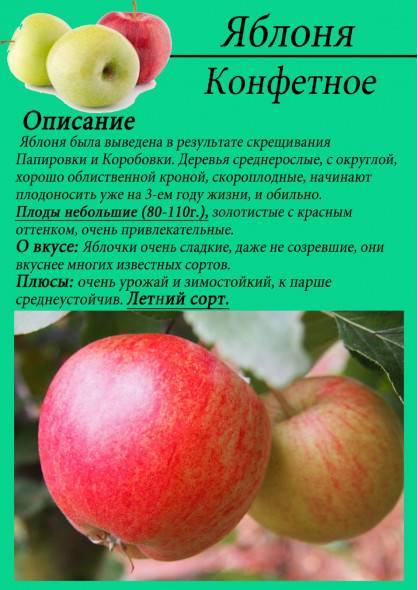 Описание и характеристики сорта яблонь конфетное, выращивание в регионах и особенности ухода