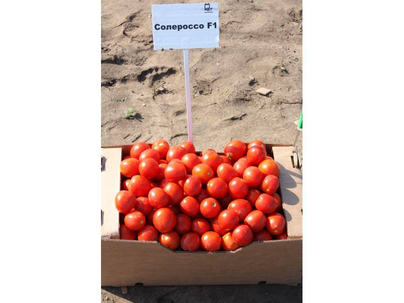 Томат солероссо f1 — один из самых ранних высокоурожайных томатов
