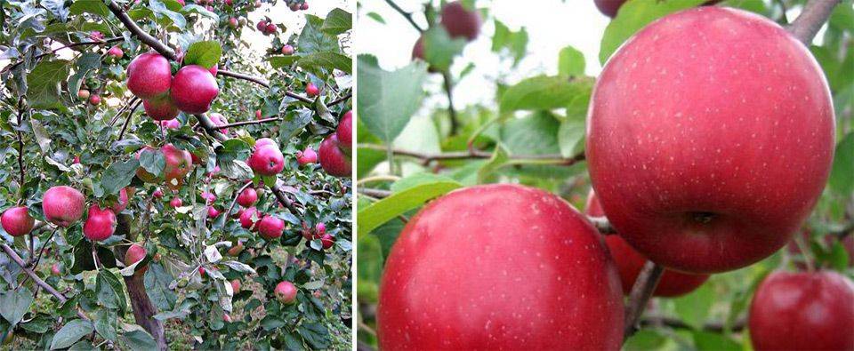 Раннезимняя яблоня вишневое: фото и описание сорта