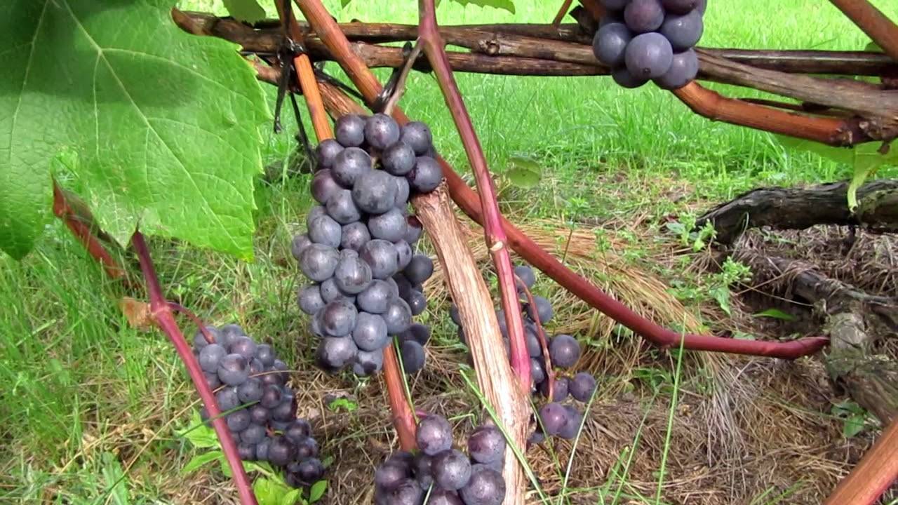 Описание сорта винограда зилга: характеристики, преимущества и недостатки