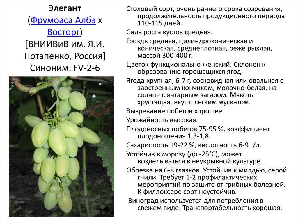 Описание и характеристики сорта винограда «мерло»