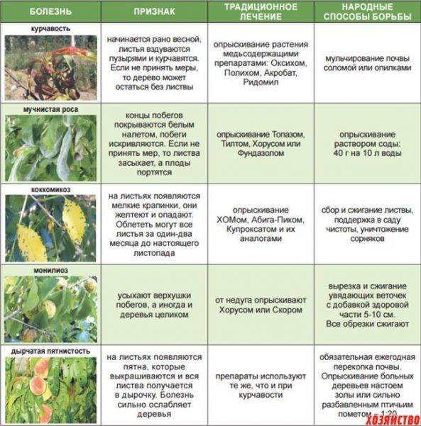 Курчавость листьев персика: лечение народными средствами и препаратами, обработка (фото, видео)