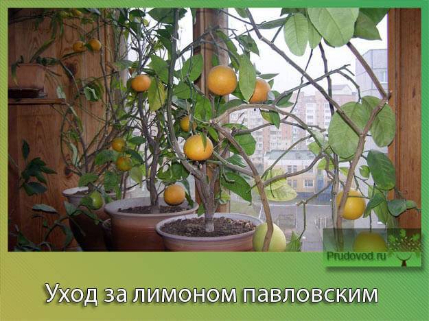 Как вырастить комнатный лимон в домашних условиях из косточки? комнатный лимон — уход, размножение, болезни, лечение, вредители и сорта: описание