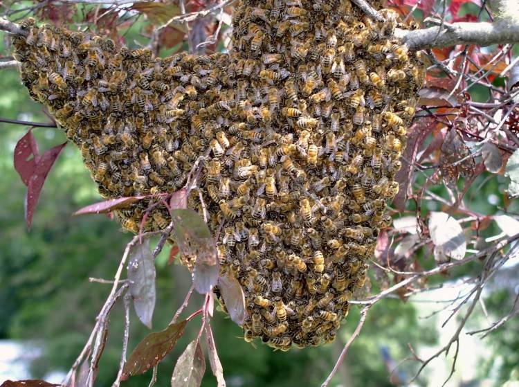 Роение пчел, меры предупреждения, причины и борьба с ними
