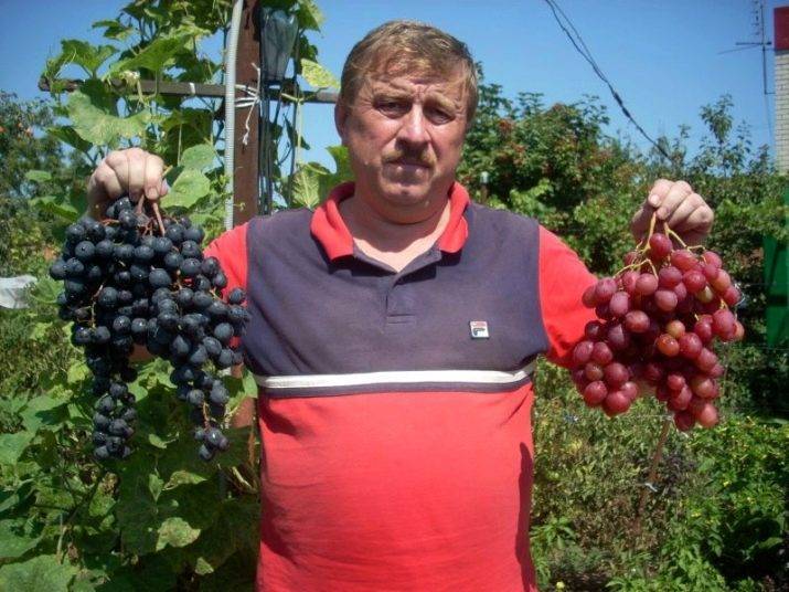 Виноград рубиновый юбилей: краткое описание сорта, фото, отзывы