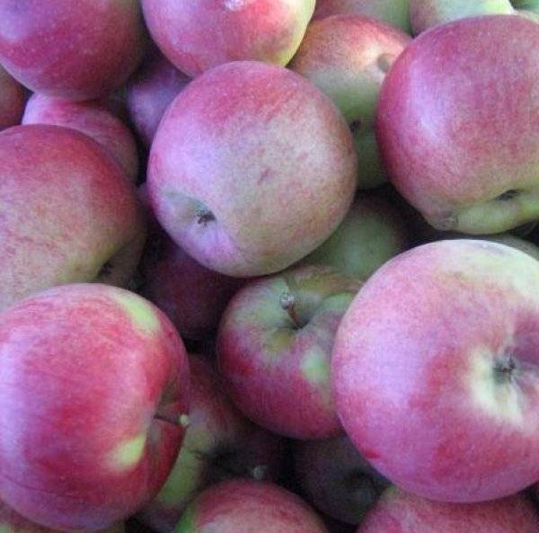 Яблоки макинтош: описание сорта, фото, отзывы