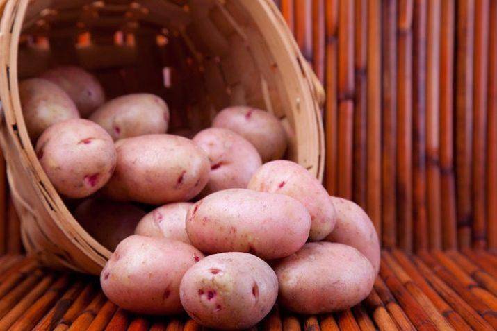 Картофель сорта хозяюшка: характеристика и описание, агротехника выращивания в открытом грунте, фото