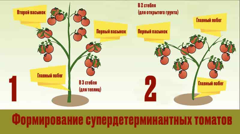 В чем отличие детерминантных и индетерминантных сортов помидоров?