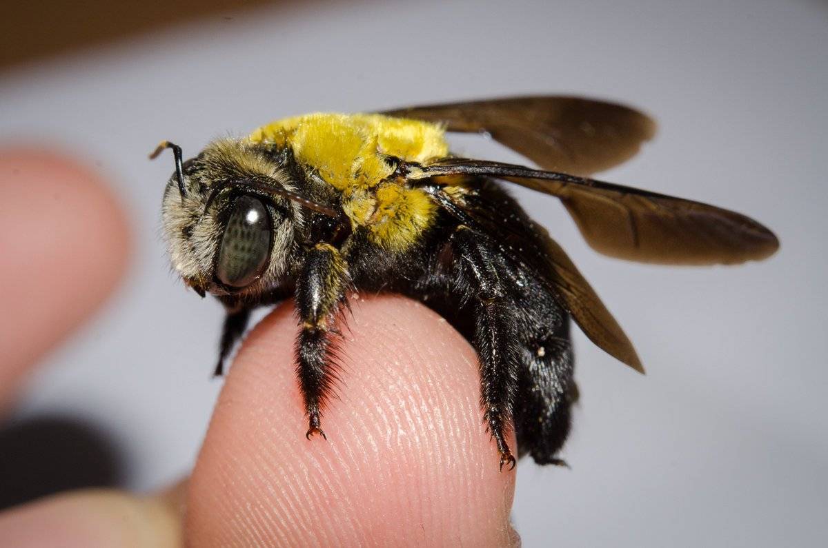 О черной пчеле: большие пчелы с черным брюшком в улье, описание и особенности