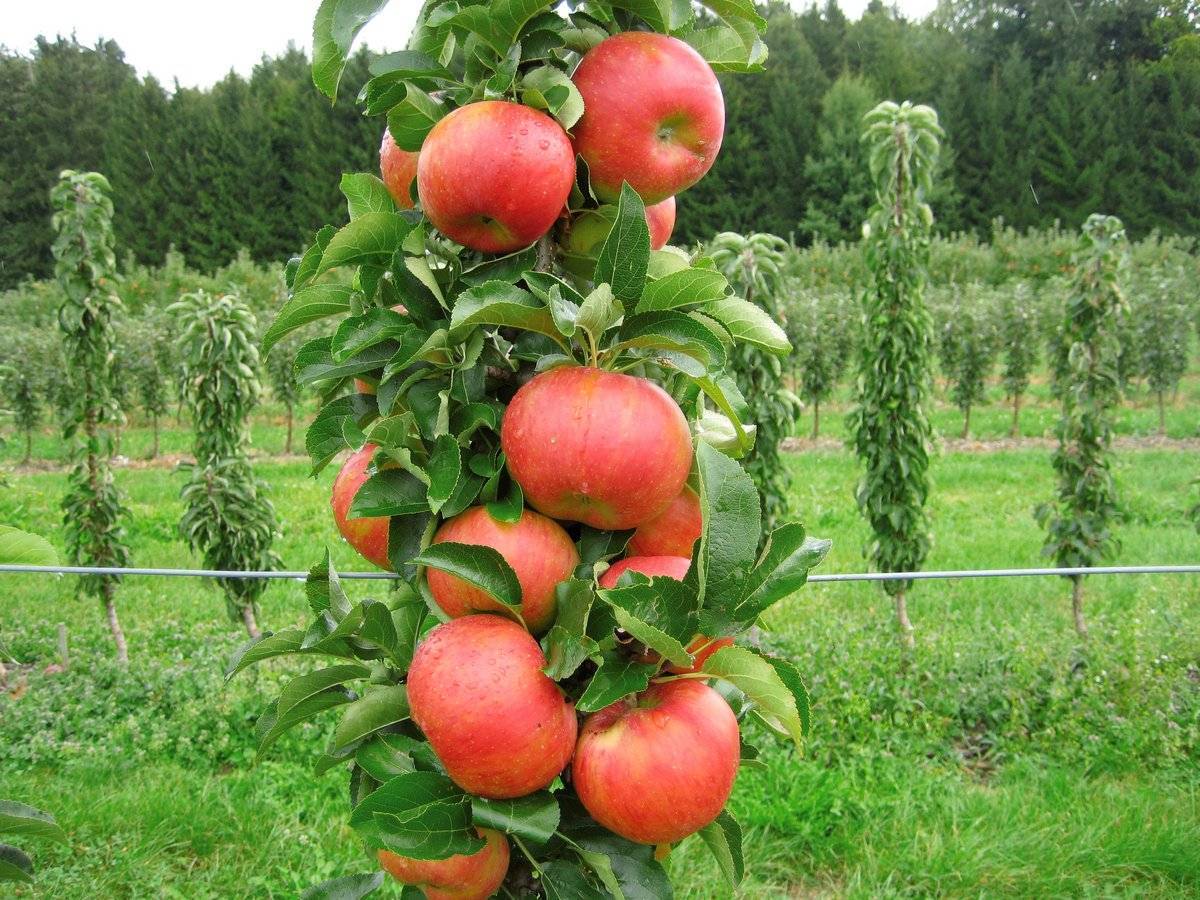 Описание 10 лучших сортов колоновидных яблонь, посадка и уход
