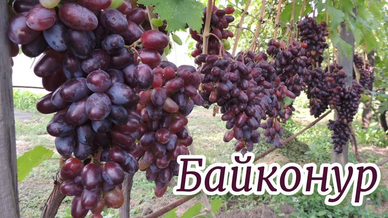 Виноград байконур - описание сорта, фото, отзывы