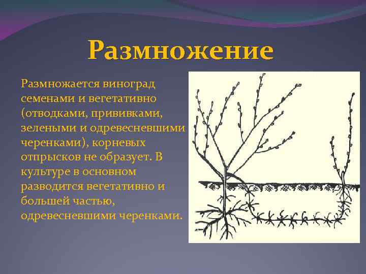 Супер экстра
