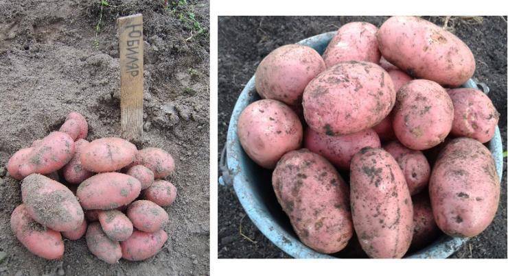 Высокоурожайный, среднеспелый сорт картофеля с мощной корневой системой «янка»